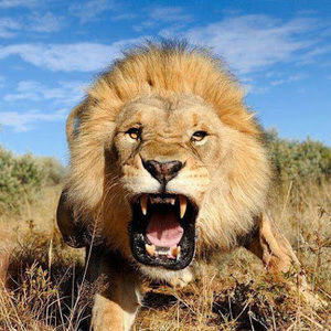 Meet your Posher, Uri ben